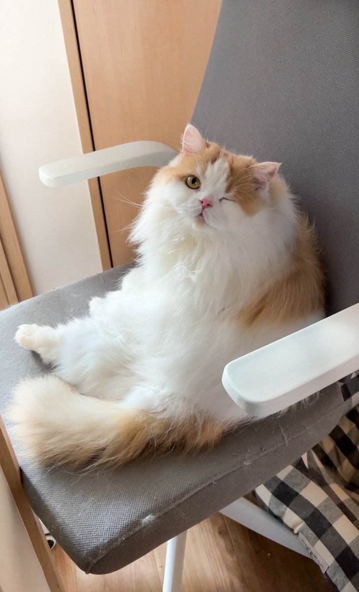 猫のレモンと犬のポテチ (@Lemon0517ch) / Posts / X