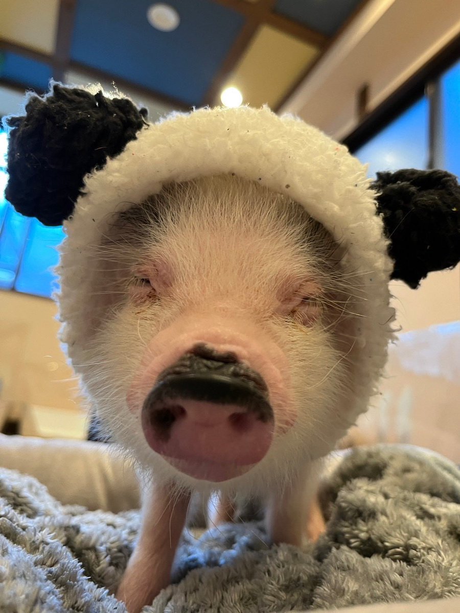 어머..🐷❤🐰 tweet media