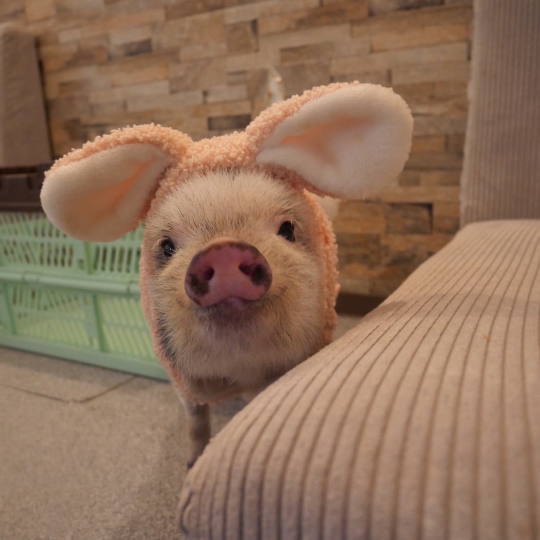 어머..🐷❤🐰 tweet media