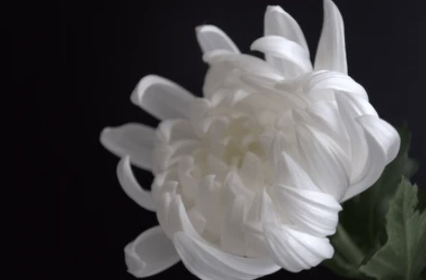 Roxy_LucemFerre's tweet image. 유가족의 양해를 얻어 대신 작성합니다.

17일 저녁 먐쿠아먀린님(@Myamqua_Myarine)께서 더 이상 아픔 없는 곳으로 먼 여행을 떠나셨습니다.

장례는 가족장으로 조용히 치러지고 있어 조문과 부의는 정중히 사양하는 바이나, 멀리서나마 먐먀님과의 추억을 떠올리며 따뜻한 작별인사를 부탁드립니다.