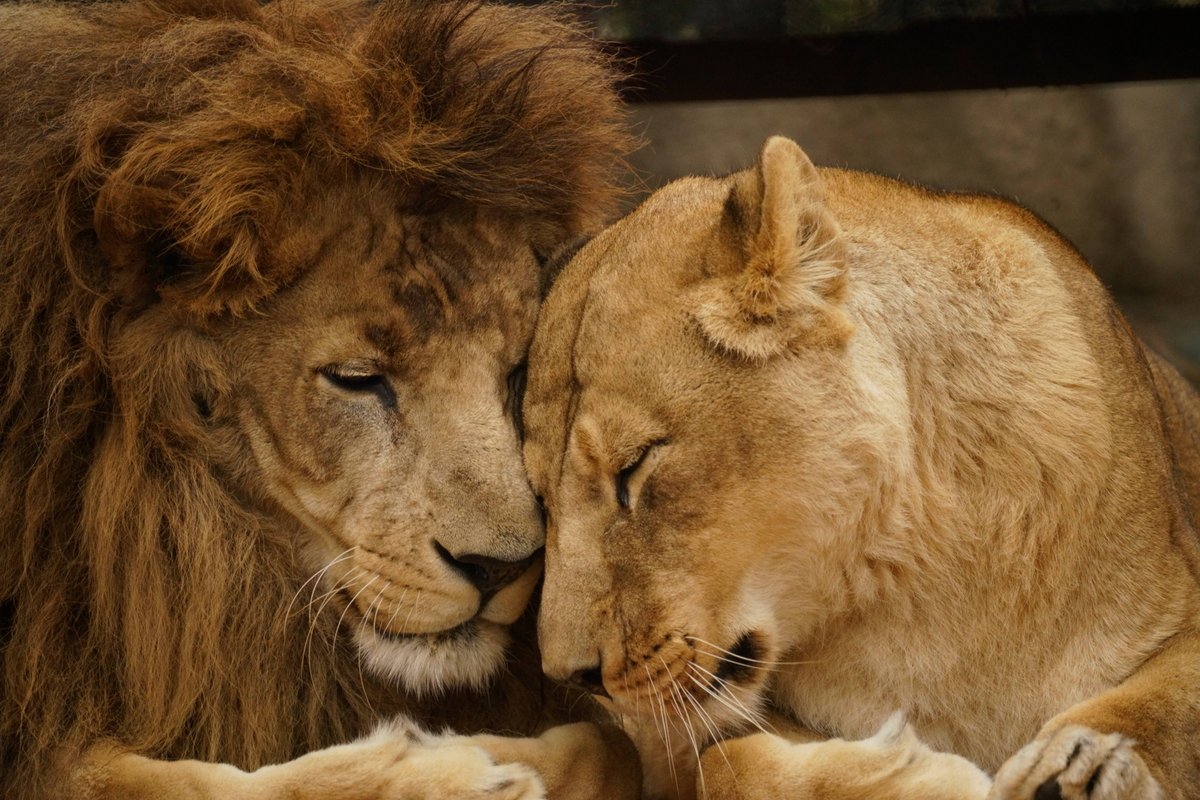 しばライオンページ 私はあの日のあの雷を超える写真をこの先もずっと撮れない こんな