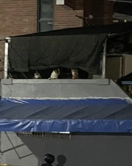 MadamL0515's tweet image. 감시 당하고 있다는 느낌이 들어 주위를 둘러 보니 길 건너 2층에서 작은 개 3마리가 우리를 뚫어져라 보고 있었다.