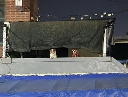 MadamL0515's tweet image. 감시 당하고 있다는 느낌이 들어 주위를 둘러 보니 길 건너 2층에서 작은 개 3마리가 우리를 뚫어져라 보고 있었다.