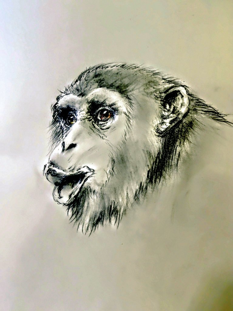 エヌ動物園の人気者、チンパンジーのタカイシ君。 チではありません