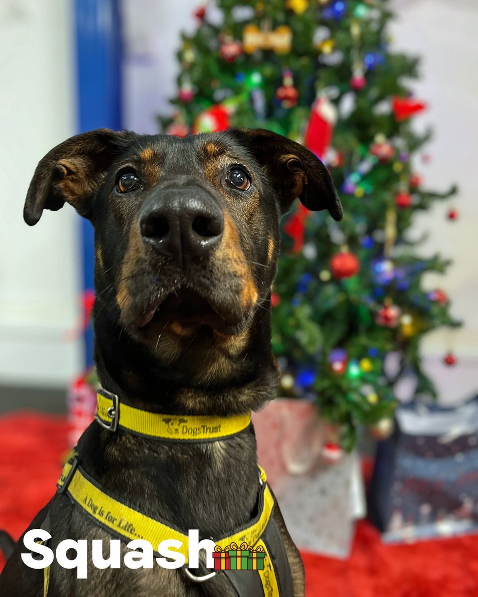 Dogs Trust Merseyside tweet media