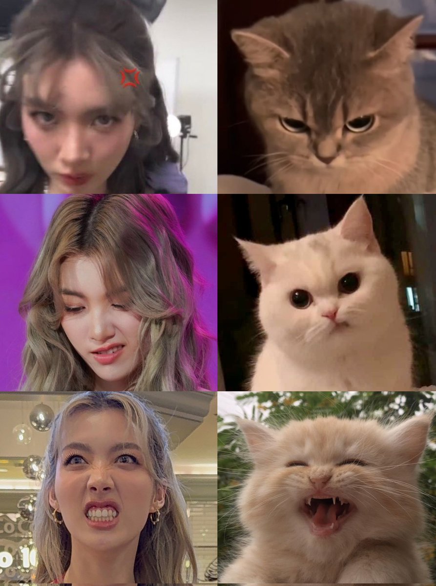 ⚠️ โปรดระวังแมวดุ /⁠ᐠ⁠｡⁠ꞈ⁠｡⁠ᐟ⁠\💢