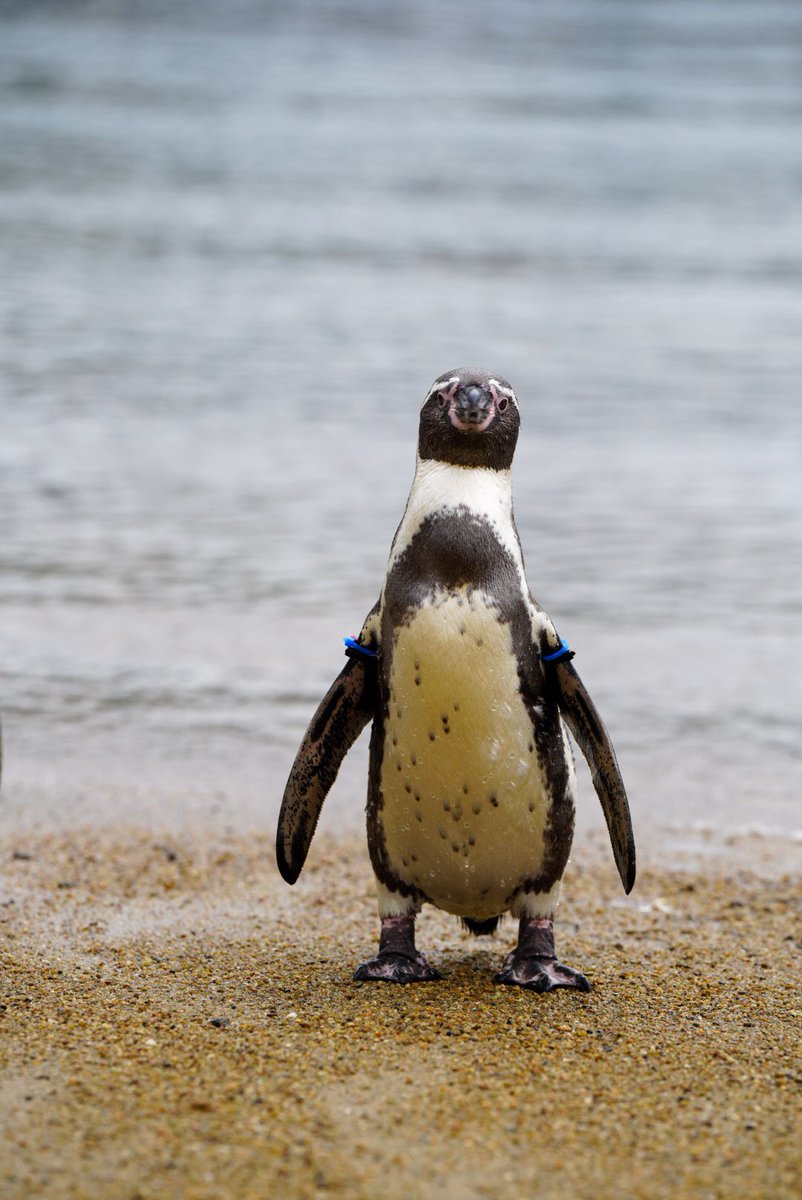 haru (@haru3131sui) / Posts / X