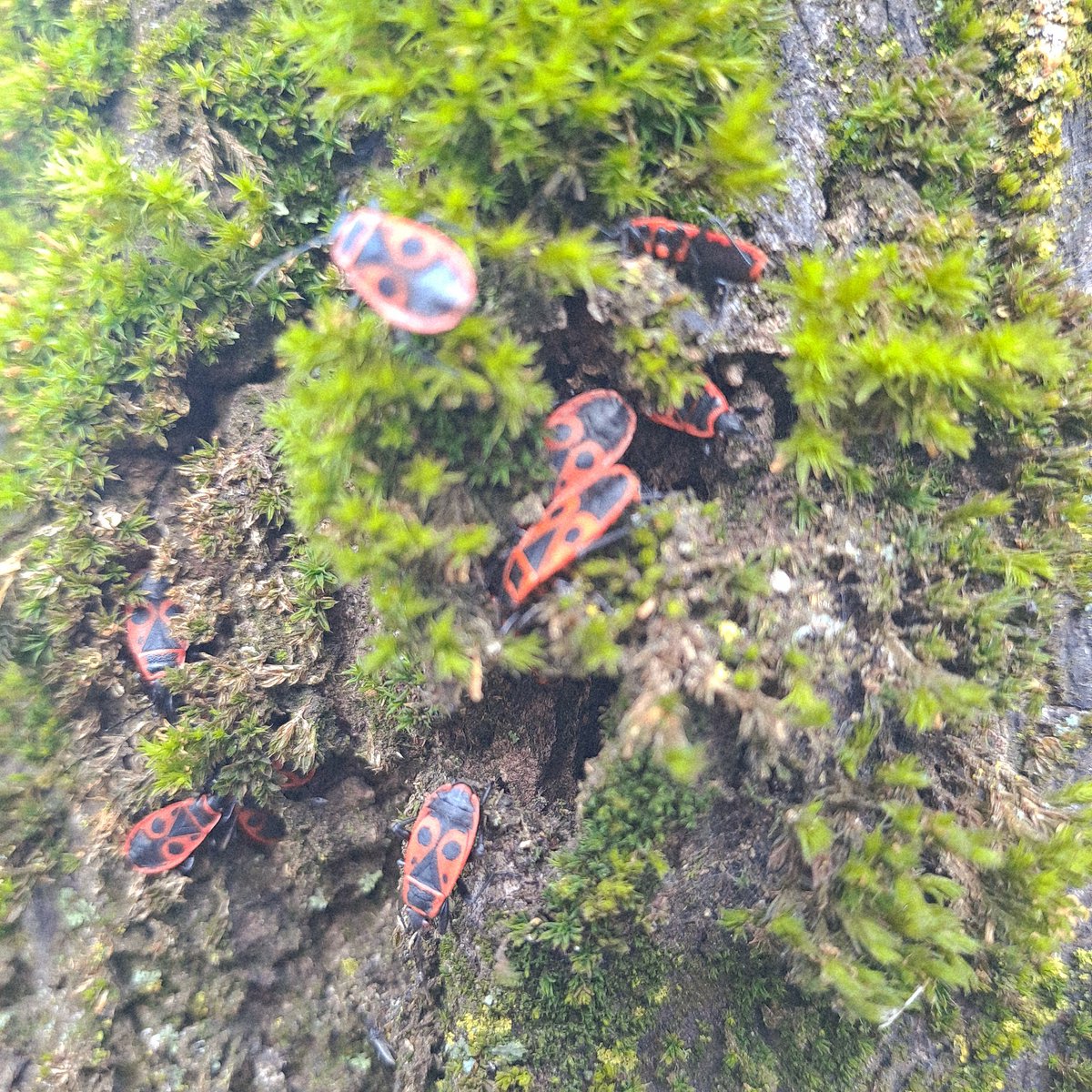 Flora in favna