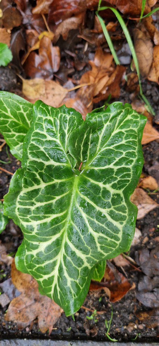 NatureScopeWand's tweet photo. Italian arum (Arum italicum) popping up in Naturescope’s garden 🌱
Recognisable by its glossy, arrow-shaped leaves and pale veining, it grows through autumn and winter, then dies back in late spring. Hardy and eye-catching, but can spread easily and is toxic if eaten. https://t.co/5dwUnAJQWf