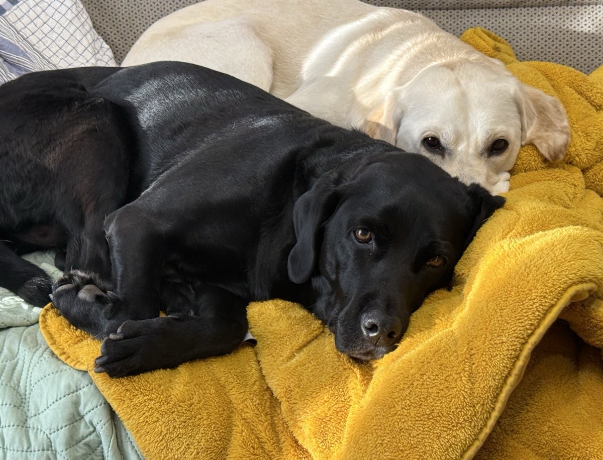 ラブラドールレトリバー