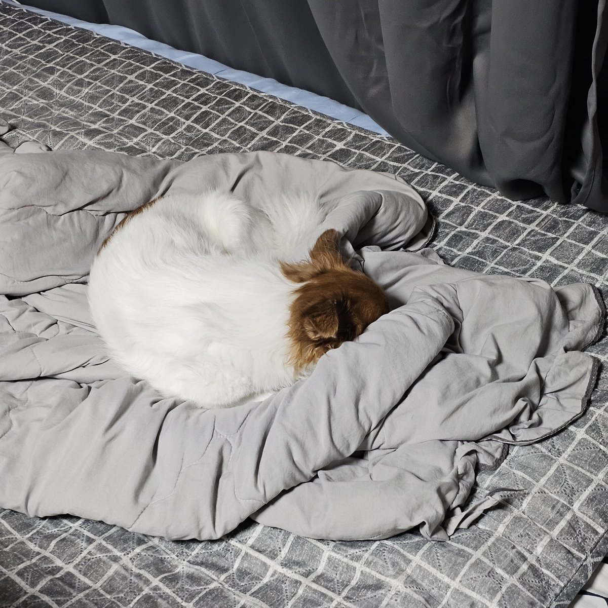 path_desu's tweet image. 운동하고 와서 찝찝해서 못 놀아주고 바로 씻고 왔는데 개삐진 우리 가나디를 보실래요