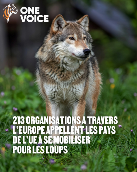 ChasseAbolition's tweet photo. Certains pays défendent les #loups et la #nature. Et la #France ? 🐺

Les  loups ont officiellement perdu leur statut d'espèce « strictement  protégée » au regard du droit européen, une décision prise sans aucun  fondement scientifique.

https://t.co/z8KJZyOoZx https://t.co/R7d9VAlbsK