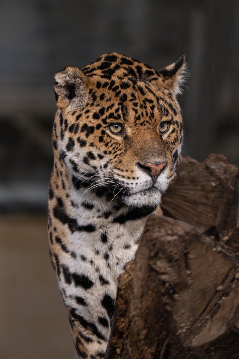 Chester Zoo tweet media