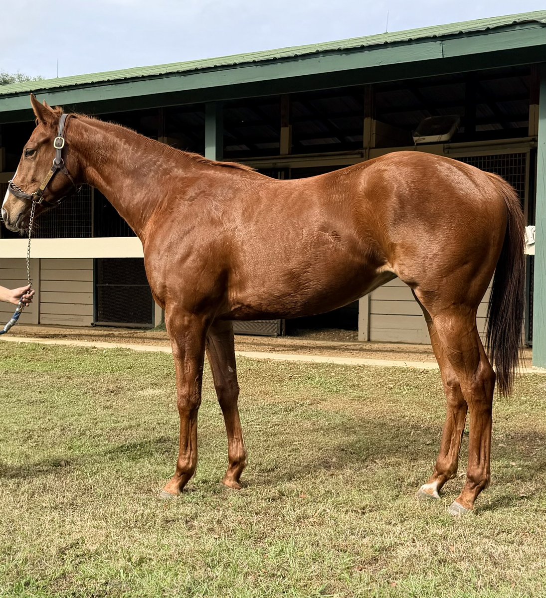 TopLineTBs's tweet photo. Couple fast freshman stallion fillies, getting ready for the training sales. There’s a Drain the Clock, Corniche and Jack Christopher. Not in that order. Anyone want to guess who’s who? @coolmoreamerica, @Gainesway https://t.co/i4ir3VSolX