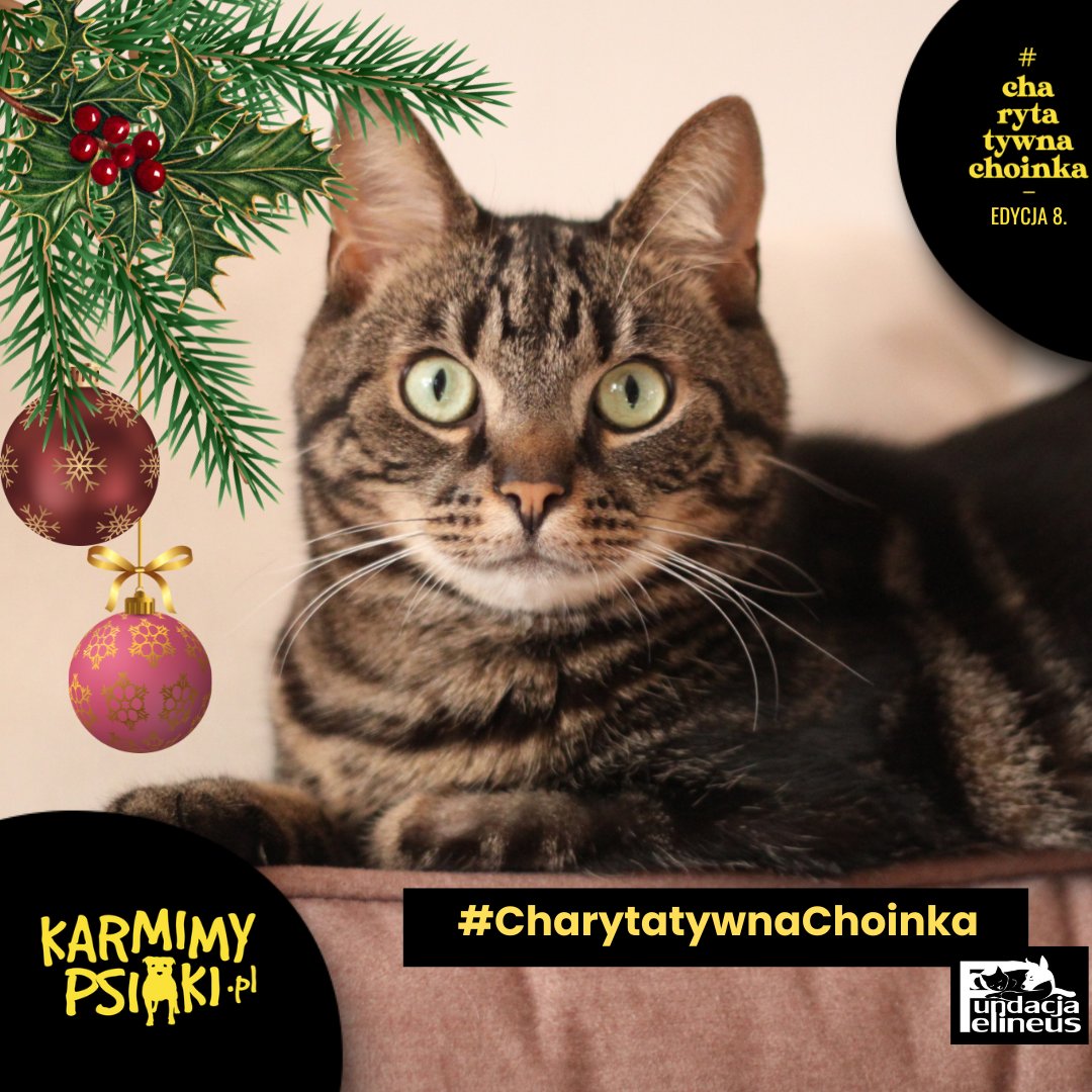 "Jestem Rysiu, przepiękny burasek o zielonych oczach. Niestety, jestem nosicielem FeLV. To dlatego wciąż nie udało mi się znaleźć domu. Pomyśl o mnie w tę święta: Daj mi szanse na lepsze jutro i pomóż napełnić moją miskę, abym nigdy więcej nie czuł głodu."

Rysiu z nadzieją czeka