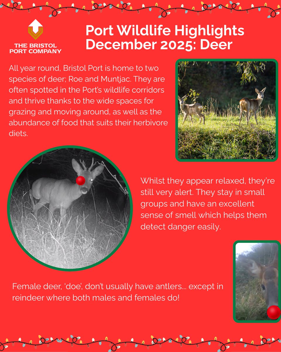 bristolport's tweet photo. Our Placement Student, Marnie, has created this festive wildlife spotlight on deer. Read on to discover some fascinating facts about these visitors to the port!

#environment #greenteam #Avonmouth #portbury #bristolsglobalgateway https://t.co/6DyggtYrUW
