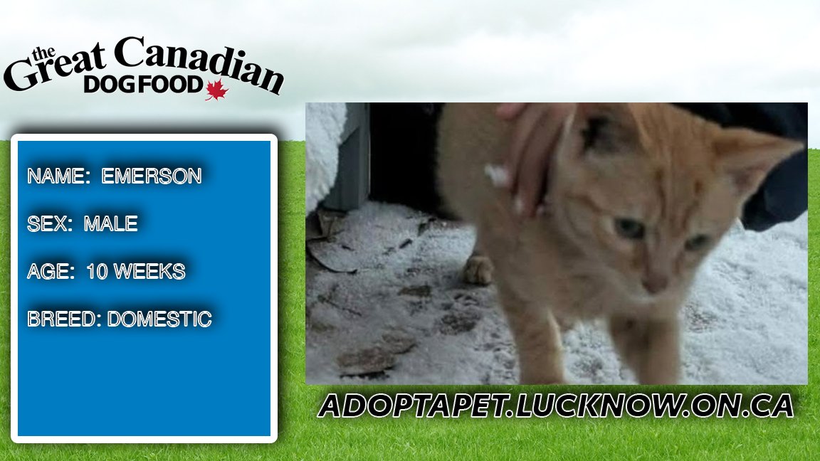 Here's our CoOL Pet of the Week, Emerson! 

We’ve partnered with The Great Canadian Dog Food and Adoptapet Pet Rescue in Lucknow to help find forever homes for animals across Midwestern Ontario!

wingham.coolradio.ca/pet-of-the-wee…