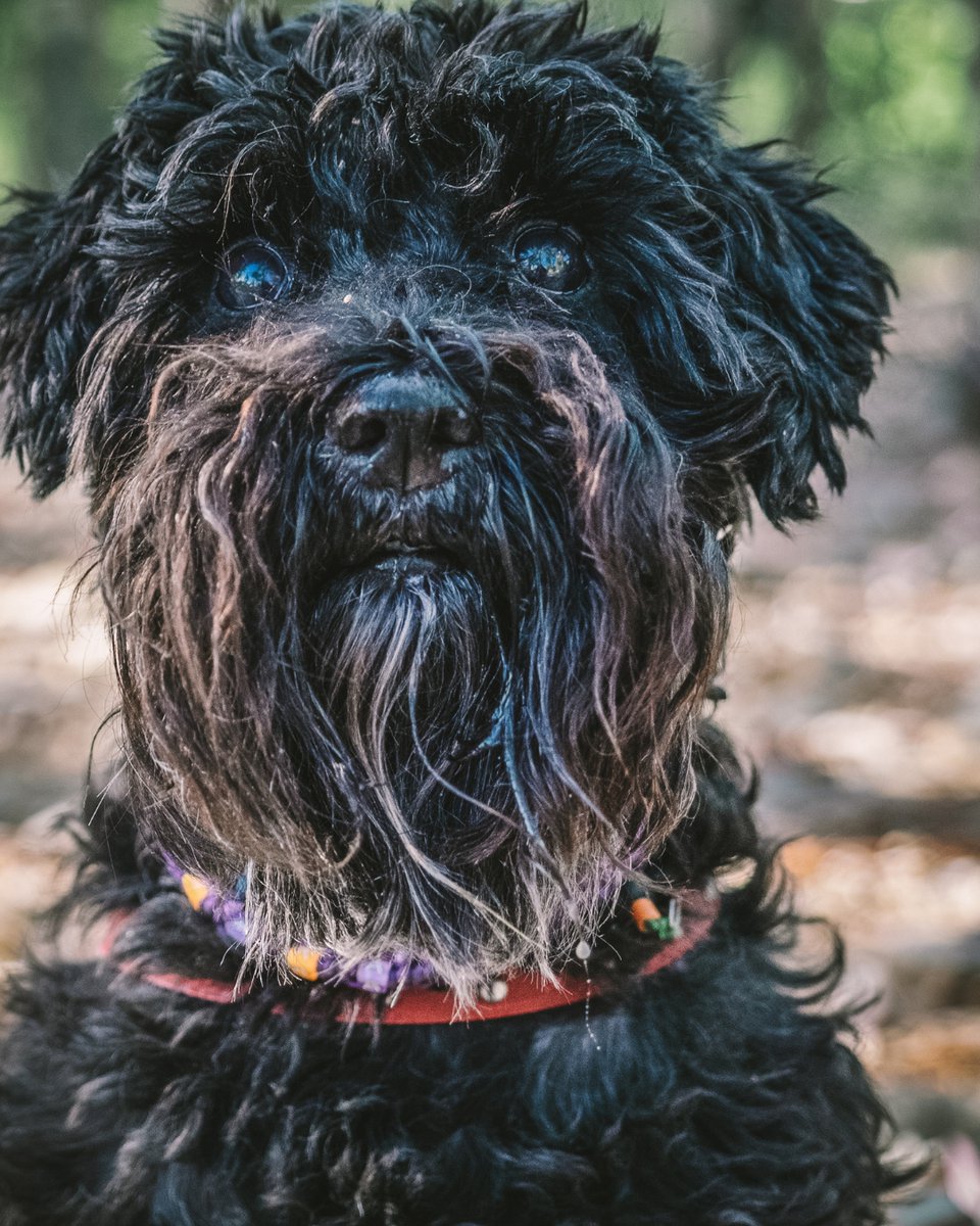 thesopawsome's tweet image. Digging for treasures and chasing squirrels with gusto. 🐾🐿️ #DiggingDog #SquirrelChaser #MiniSchnauzerLife #EnergeticDog #SchnauzerLove