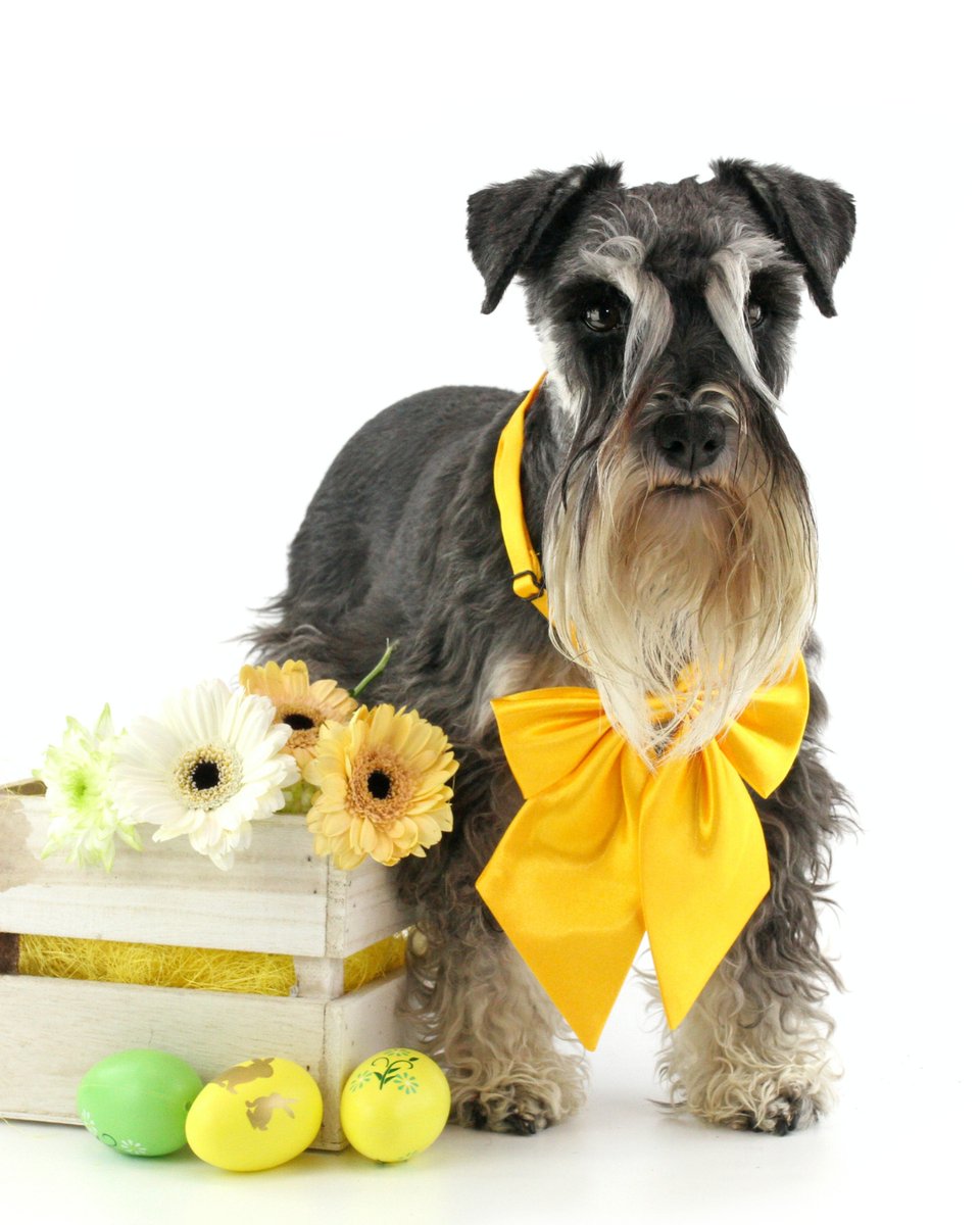 thesopawsome's tweet image. Digging for treasures and chasing squirrels with gusto. 🐾🐿️ #DiggingDog #SquirrelChaser #MiniSchnauzerLife #EnergeticDog #SchnauzerLove