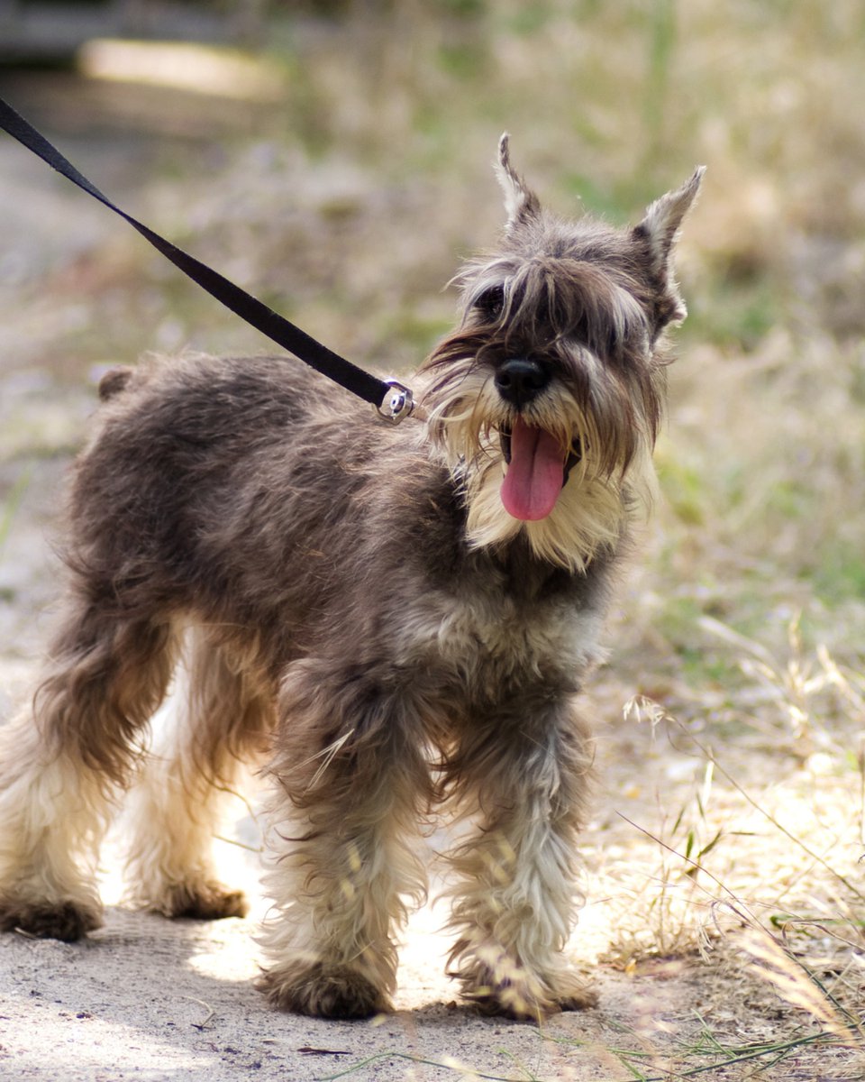thesopawsome's tweet image. Digging for treasures and chasing squirrels with gusto. 🐾🐿️ #DiggingDog #SquirrelChaser #MiniSchnauzerLife #EnergeticDog #SchnauzerLove