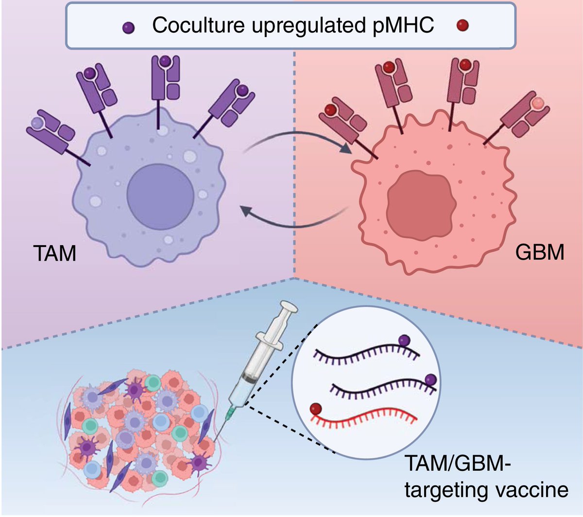 Neural Cell News tweet media