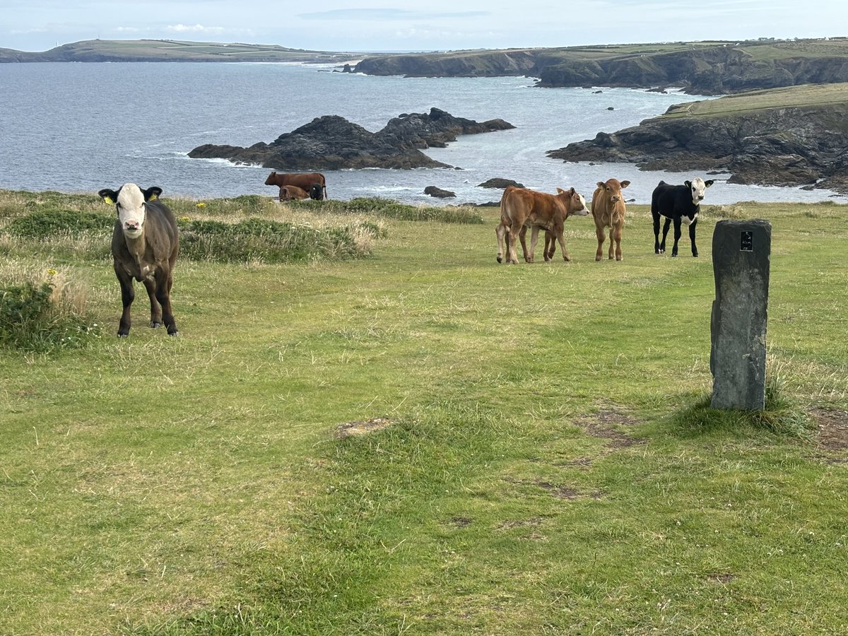 A 75-year-old man feared for his life after being attacked by cows with calves while walking his dog on the South West Coast Path in Cornwall.

HSE found cattle were kept on a public footpath despite safer alternatives being available.

Read more: press.hse.gov.uk/2025/12/18/cor…