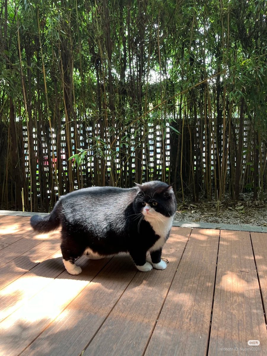 ThePetsX's tweet image. COW