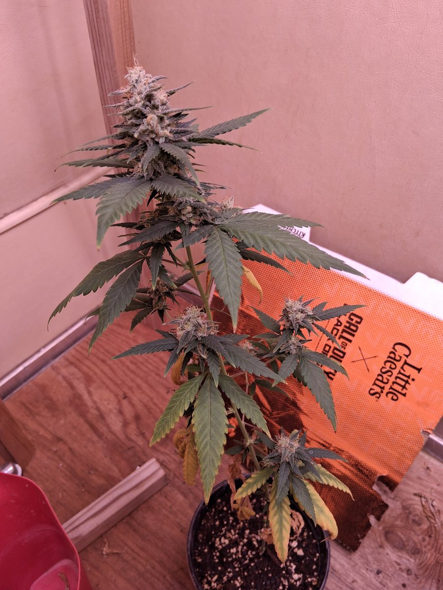 Kazz_Sleeps's tweet photo. @JloGrows https://t.co/0wyGl86KeL