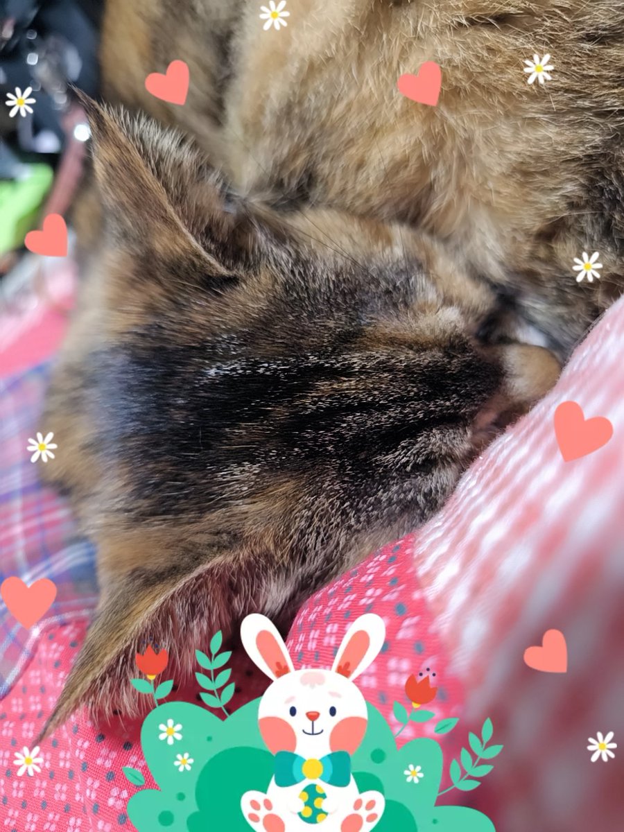 ぬくぬく(∩´ㅂ`∩).* #猫好きさんとつながりたい #猫のいる幸せ