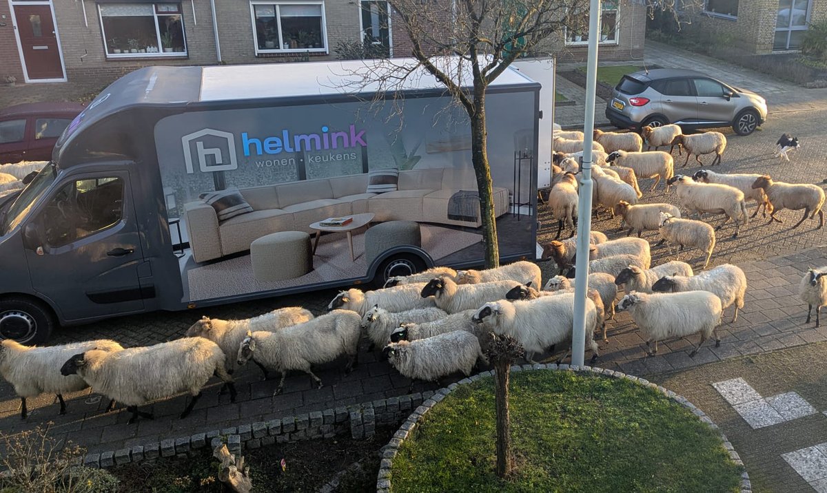 helminkwonen's tweet image. Vandaag werden onze mensen bij het bezorgen van wollen dekbedden even onderworpen aan een kennistest van de hoofdleveranciers. Ze zijn geslaagd en mochten na een tijdje hun route weer vervolgen. 😄🐑