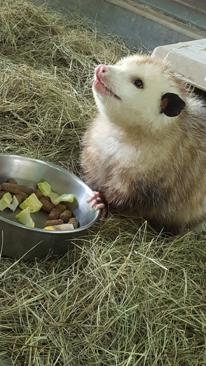 Possumeveryhour.io tweet media