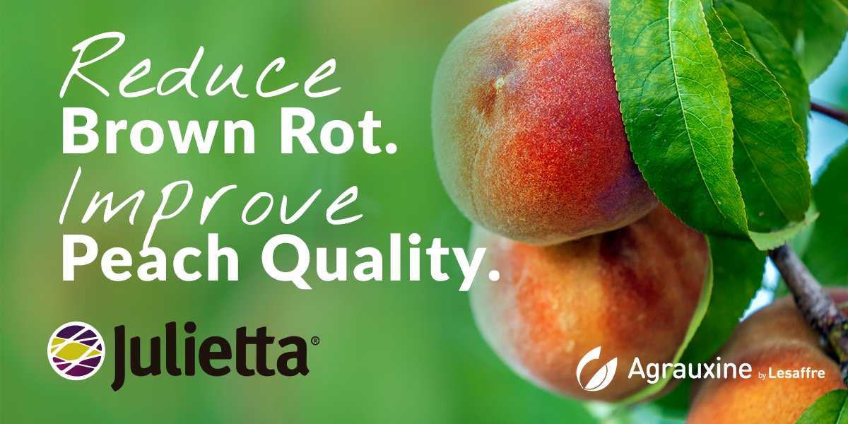 Agrauxine - North America tweet media