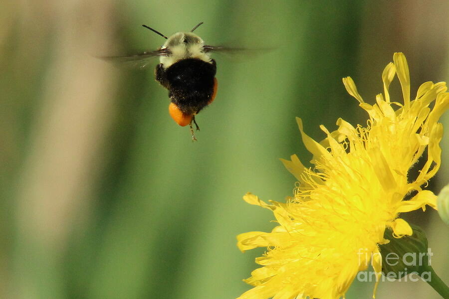 ArtworkBaker's tweet photo. Busy Bumble Bee - artwork now available! https://t.co/RaiDERJjKe

#BeePollination #Pollinators #SaveTheBees #EcosystemHealth #NatureConservation #PollinatorProtection #BeeFriendly #GardenPollinators #BeeAwareness #InsectConservation #NatureLovers https://t.co/1hdjAKe6kk