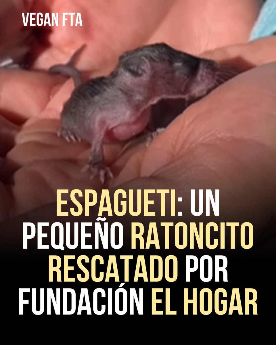 VeganFTAEspanol's tweet photo. La Fundación El Hogar Animal Sanctuary, anunció el rescate de Espagueti, un diminuto bebé ratón convertido en el habitante más pequeño que ha llegado al santuario en toda su historia.
👉 https://t.co/ypVeRJaond
#raton #roedores #ratoncito #derechosanimales #littlemouse https://t.co/9YSvE01INJ