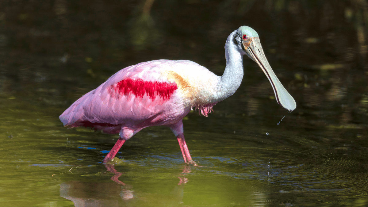 se_casc's tweet photo. 🌿🛠️ New Blog: The Everglades Restoration is Shaping Better Tools for All Managers

👉 Read the blog: https://t.co/5Vcij1StjX
👉 Go straight to the publication: https://t.co/SL2s51i0QV

#Coproduction #ScienceInAction #ScienceCommunication https://t.co/pntzX1Wapm