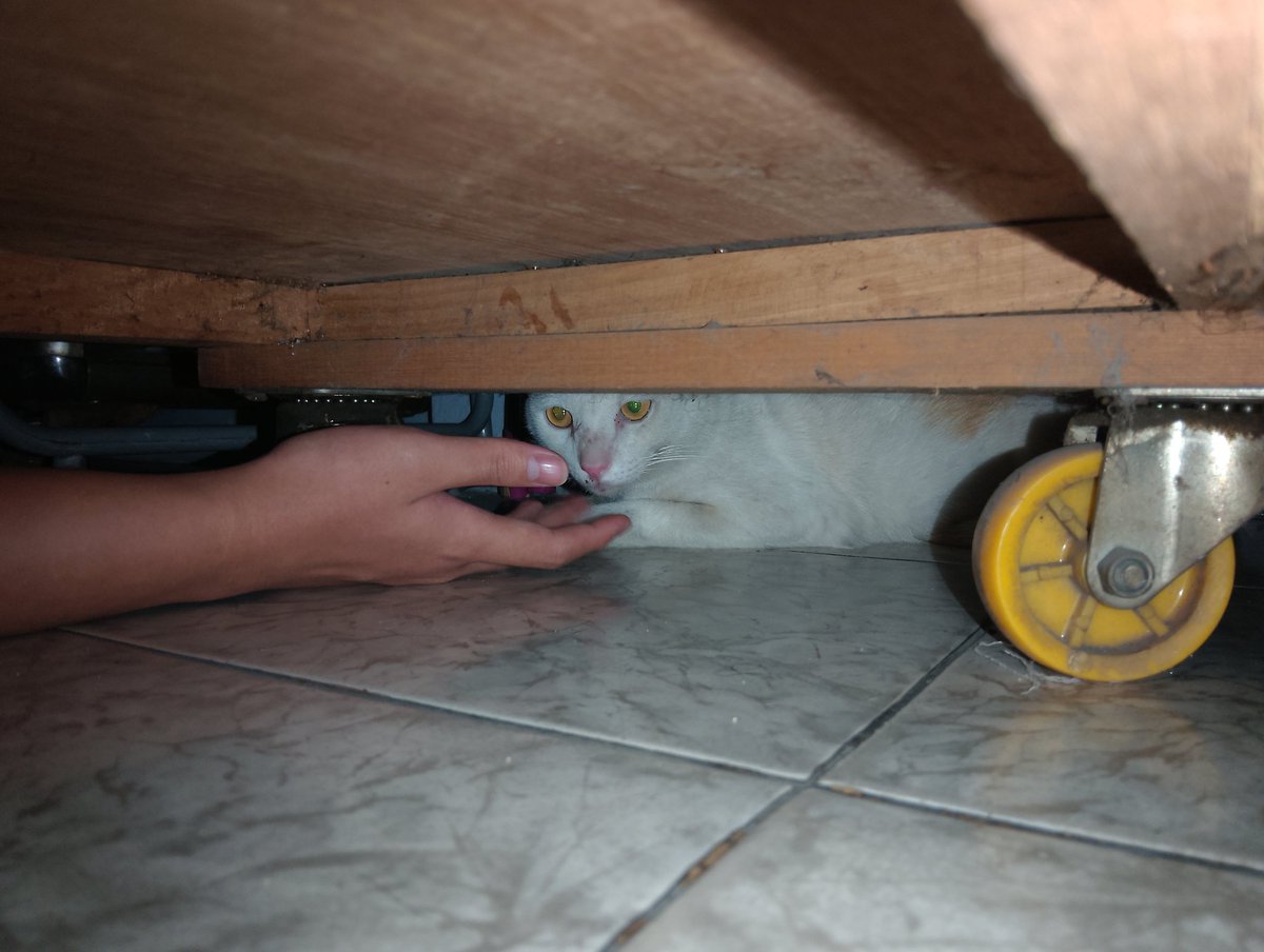 Whose cat wandered into my house?! I just got home from work and opened the door, and I saw those yellow eyes, then it ran and hid under the cupboard!