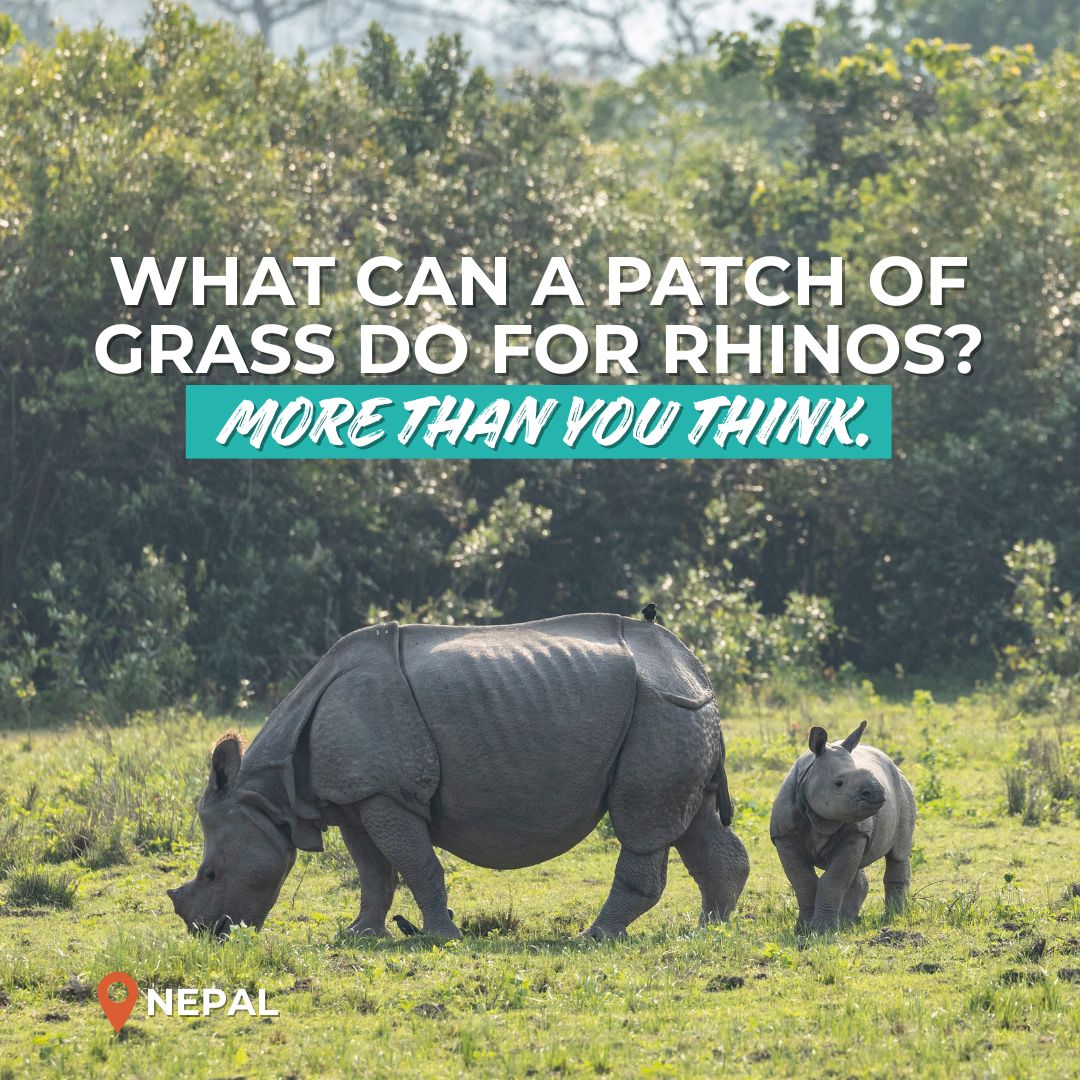 RhinosIRF's tweet photo. A patch of grass can save a rhino. 🌱
Right now, your gift is matched — doubling your impact.

🦏 Make every rhino count.
👉 Donate https://t.co/CDZo977NPg https://t.co/KlIwFPXtl5