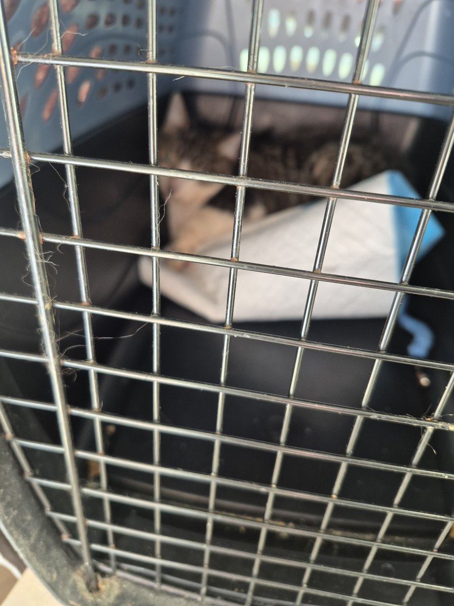 PittsburghLGBTQ's tweet image. Maylee allowed herself to be weighed. She's 8 pounds which is a bad sign. They've mildly sedated her for a full exam. #pghcatfolx  #Maylee

gofundme.com/f/help-Northsi…
