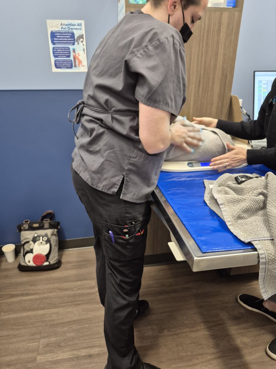 PittsburghLGBTQ's tweet image. Maylee allowed herself to be weighed. She's 8 pounds which is a bad sign. They've mildly sedated her for a full exam. #pghcatfolx  #Maylee

gofundme.com/f/help-Northsi…