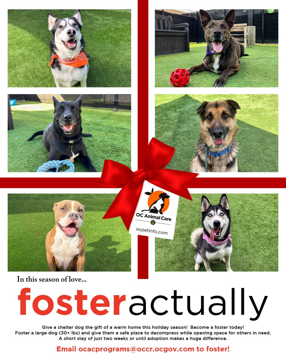 We have amazing large dogs (30+ lbs) who need a place to rest, decompress, and get ready for their forever home. Even a short stay of two weeks or until adoption makes a huge difference.
Email ocacprograms@occr.ocgov.com to get started!