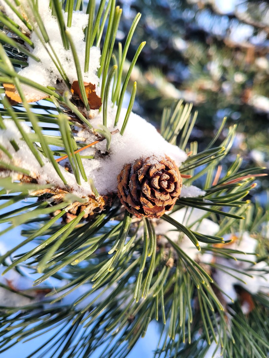 RusticWise's tweet image. A quiet winter day. 🌲❄️

#winter #snow #evergreen #nature #tree #winterscape