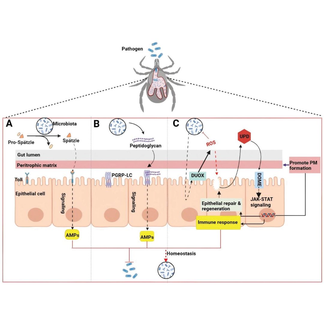 ZoonosesJ's tweet photo. This @ZoonosesJ review explores #TickBorneDisease #epidemiology and how tick microbiota, #endosymbionts, and immune responses shape development, #GutHomeostasis, and #PathogenTransmission, highlighting symbiont–pathogen interactions as promising targets for disease control.
#OpenAccess: https://t.co/0wf3pc0G73