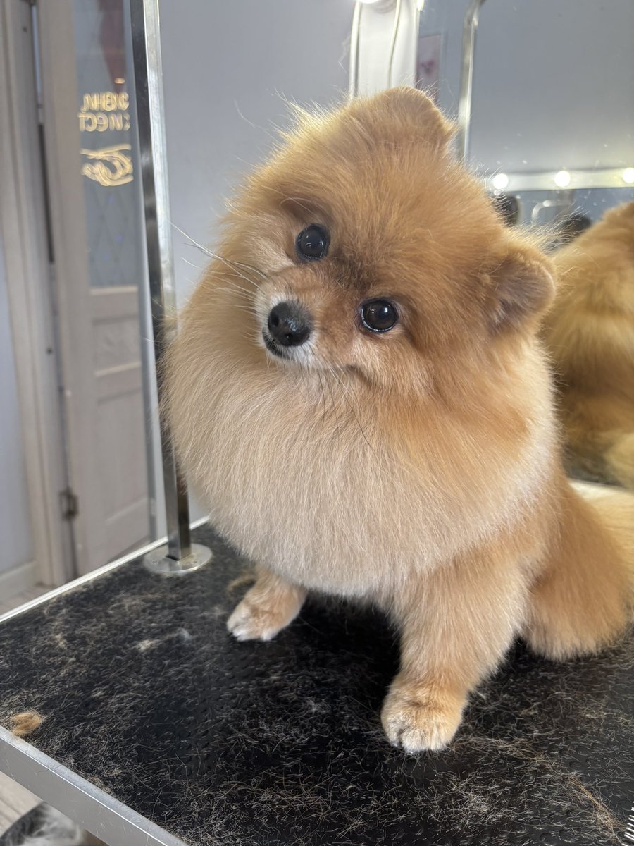 Imsorrymiracle's tweet photo. прекрасный Георгий❤️ 

поведение оставляет желать лучшего, кусается, в колтунах из за памперсов, но я люблю его. https://t.co/C8aZMBAAeg