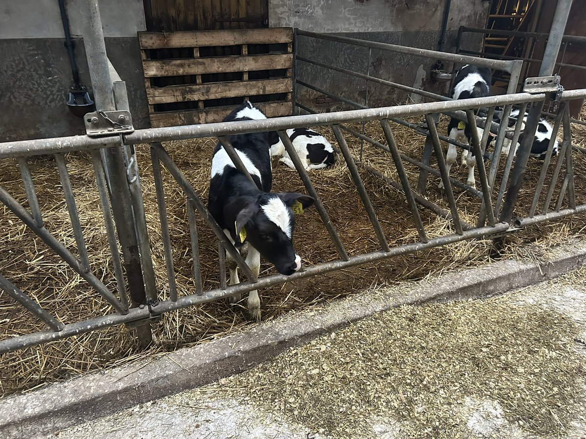 Met de Vereniging vrienden van de polders in Albrandswaard gefietst. Mooie dingen gezien, en dingen gehoord die beter moeten. Fijne middag!