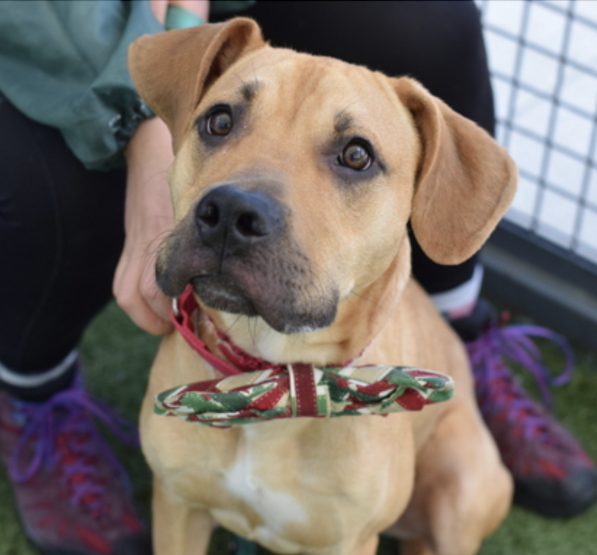 BeeDoDoobieDo's tweet photo. #41DaysinShelter #UntoldTails
♥️JOEY is full of #HiddenDevotion
I can't believe he is still⏰waiting, this is a gorgeous
young pup waiting to be your best friend. Full of puppy
LOVE and energy, ready to bond with you♥️
Joey is in Queens https://t.co/03beZd1Seq