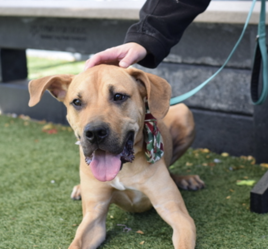 BeeDoDoobieDo's tweet photo. #41DaysinShelter #UntoldTails
♥️JOEY is full of #HiddenDevotion
I can't believe he is still⏰waiting, this is a gorgeous
young pup waiting to be your best friend. Full of puppy
LOVE and energy, ready to bond with you♥️
Joey is in Queens https://t.co/03beZd1Seq