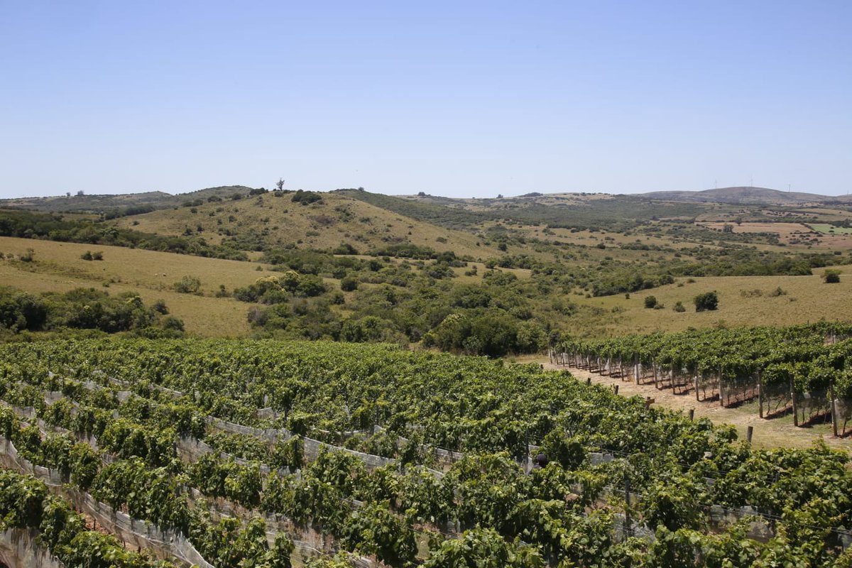 Abella respaldó el enfoque regional del Proyecto Carapé durante su presentación en Pueblo Edén
maldonado.gub.uy/noticias/abell…