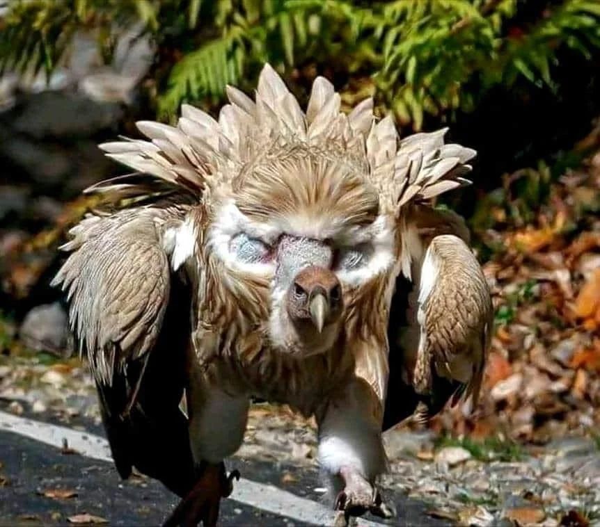 AMAZlNGNATURE's tweet image. Himalayan Griffon vulture showing off its fake eyes