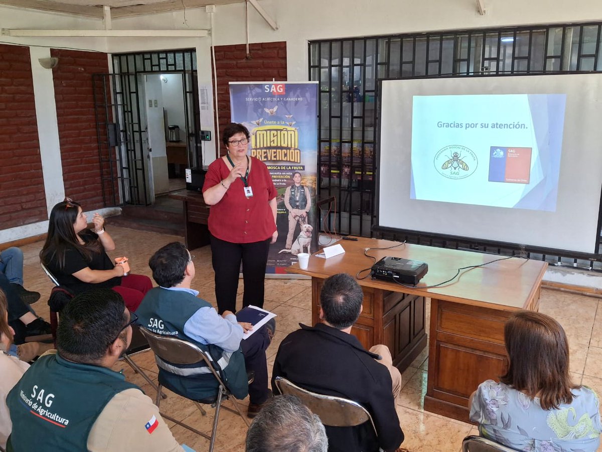 sagchile's tweet photo. Previo al inicio de las cosechas de uva de mesa, el Equipo de Emergencia de @sagchile #Valparaíso controló y erradicó los brotes de Moscas de Fruta en #ElSauce y #LosAndes, recuperando la condición fitosanitaria de la comuna https://t.co/ZVWUGFZw4y