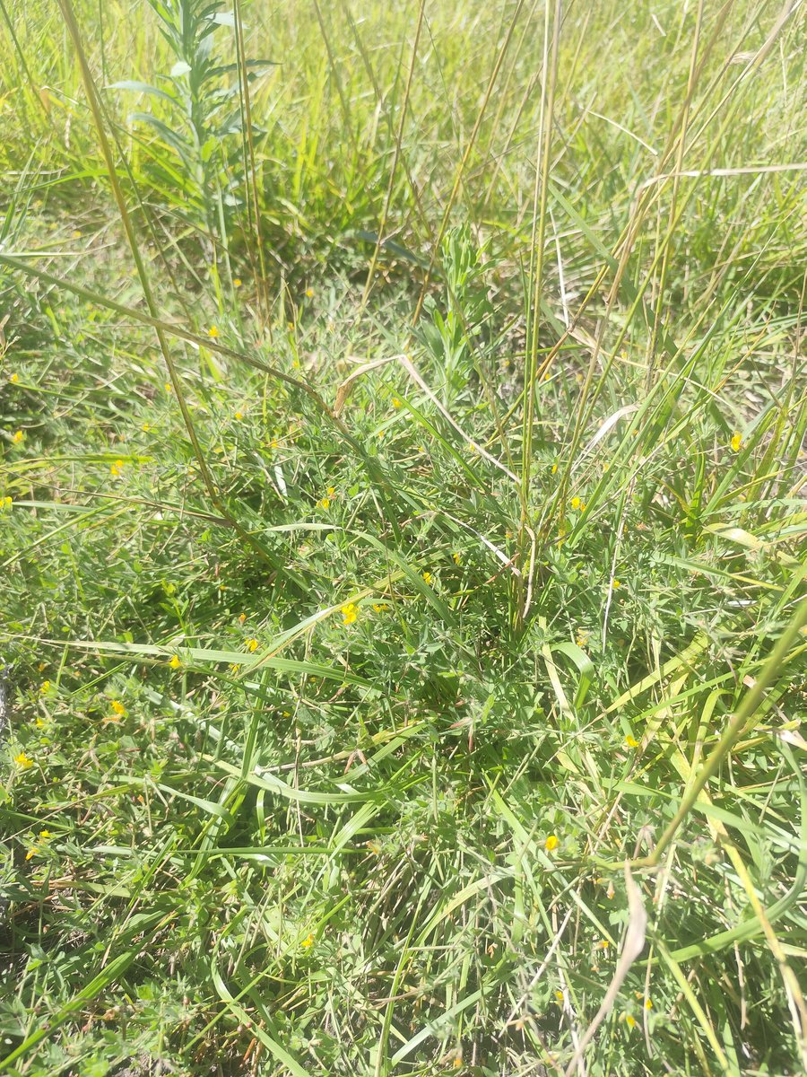 Luis Carrau tweet media